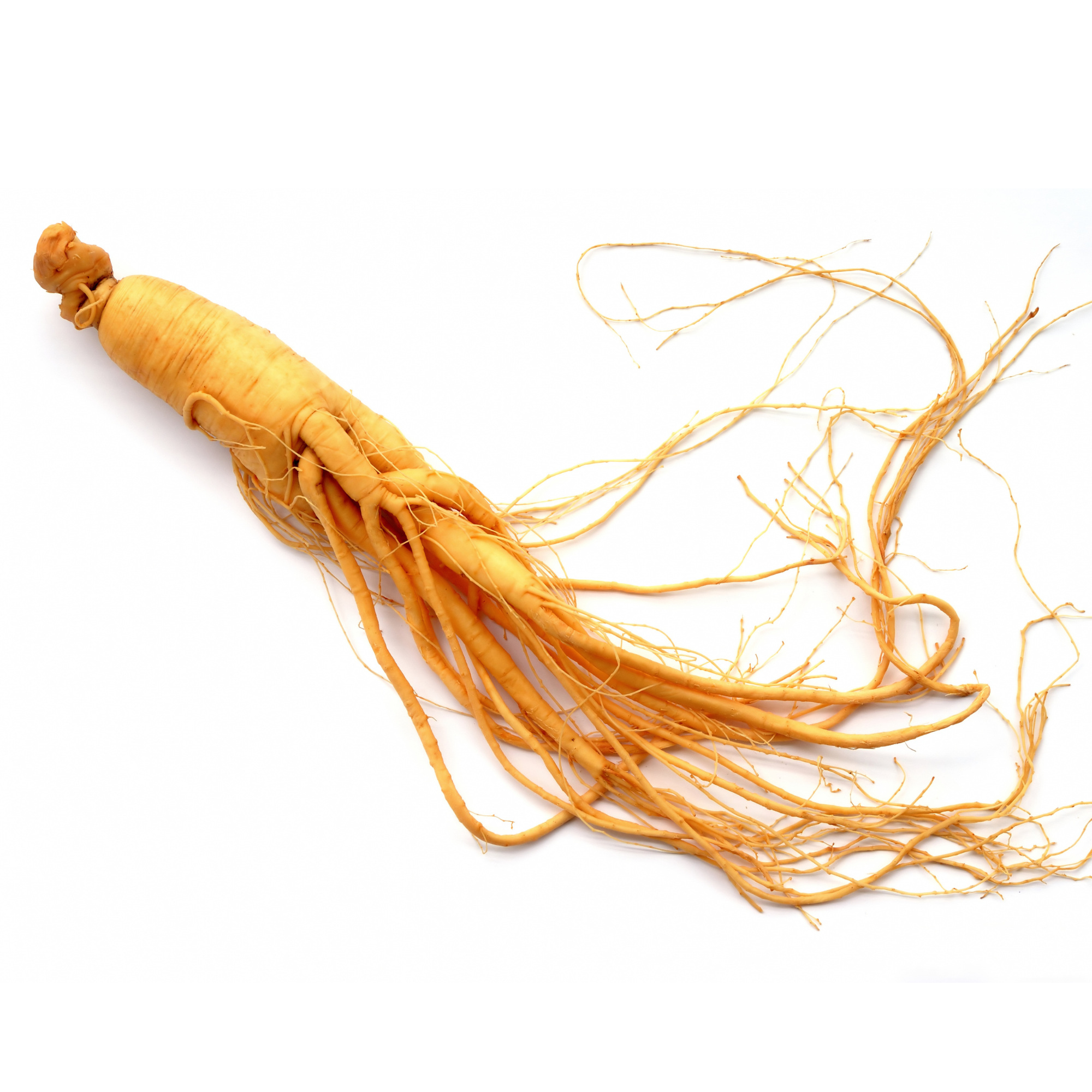 The Case for Ginseng in Your SPF And Why the Fermentation Step Changes Everything