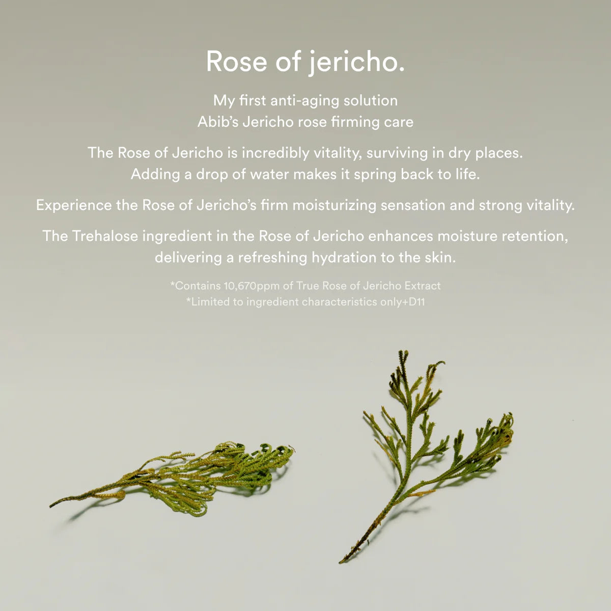 Jericho Rose Collagen Pad – Firming Touch (60 pcs)